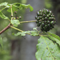 Foto von Eleutherococcus