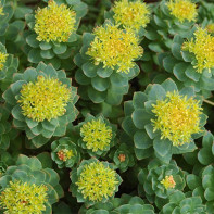 Photo de la Rhodiola 2