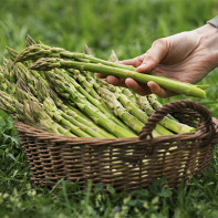 Photo d'asperges 4