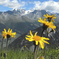 Photo de l'arnica 2