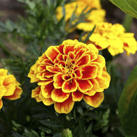 Tagetes-Foto