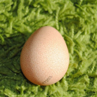 Foto von Perlhuhneiern 4