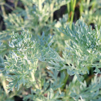 Photo d'absinthe amère 4