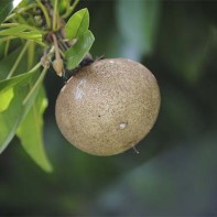 Photo de sapodille 3