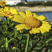 Photo de l'arnica 3