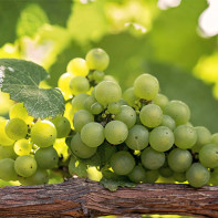 Photo de raisins 2