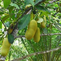 Foto des Tschempedak 2