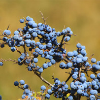 Photo du prunellier 5