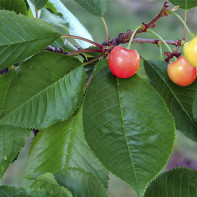 Foto der Kirschblätter