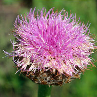 Foto von Leuzea