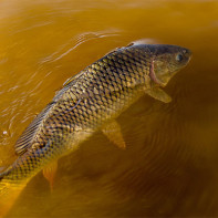 Photo de la carpe 5