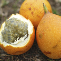 Foto der Granadillafrucht 4