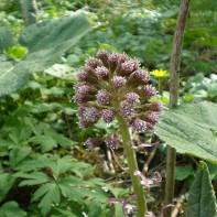 Photo de pétasite 3