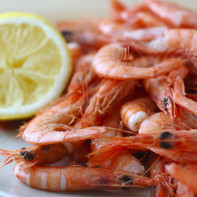 Photo de crevettes 2