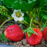 Photo de fraises 5