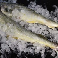 Foto der Navaga 5