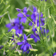 Photo de delphinium 5