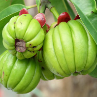 Photo du fruit du garcinia 5