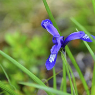 Photo de l'iris 2