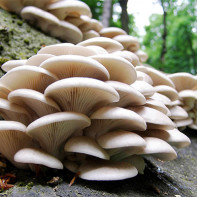 Photos de pleurotes 4