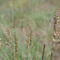 Foto der Quecke 5