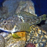 Foto von Notothenia 5