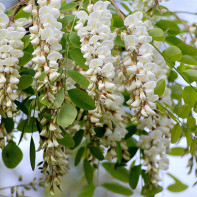 Photo de l'acacia blanc 4