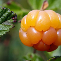 Foto von Moltebeeren 5