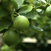 Foto der Limette 3