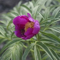 Photo de la pivoine déviante 5