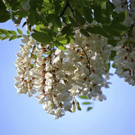 Photo de l'acacia blanc 5