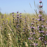 Photo de l'herbe Zopnik 5