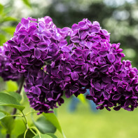 Photo de lilas 3