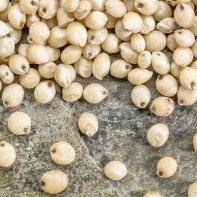 Sorghum-Foto 2