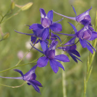 Photo de delphinium 2