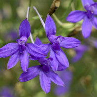 Photo de delphinium 3