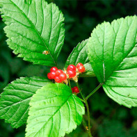Foto der Steinbeere 2