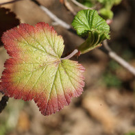 Photo de feuilles de groseillier 5