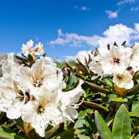 Photo du rhododendron du Caucase 5
