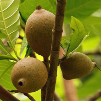 Foto der Genipa-Frucht 3