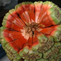 Photo de pandan 2