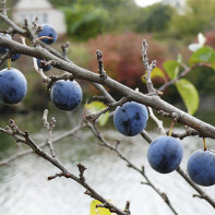 Photo de prunelles