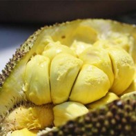 Foto des Tschempedak 3