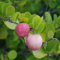 Photo du fruit icaco 3