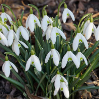 Photo de perce-neige 5