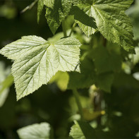 Photo de feuilles de groseillier