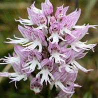 Photo d'orchis 4