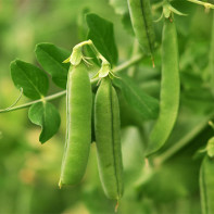 Inconvénients et contre-indications des pois verts