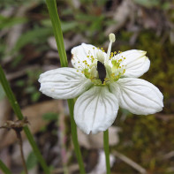 Photo de la Parnassie des marais 5
