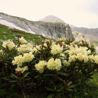 Photo du rhododendron du Caucase
